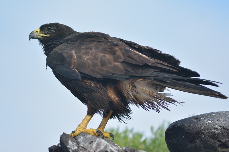 Galpagosbuizerd